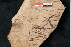 Foto (Detailansicht) von Sequoia hardtii Endl. (NHMW-GEO-2024-0188-8246)